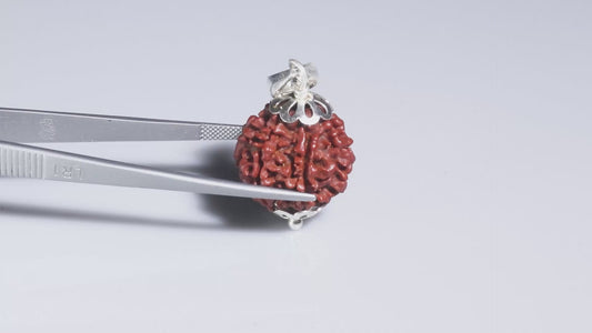 6 MUKHI RUDRAKSHA (20.25 mm)
