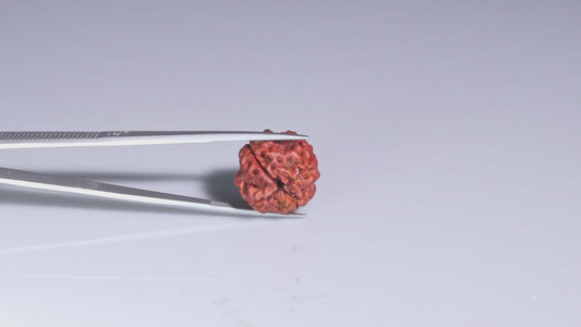 4 MUKHI RUDRAKSHA (18.25 mm)