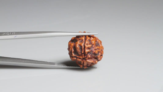 4 MUKHI RUDRAKSHA (17.76 mm)