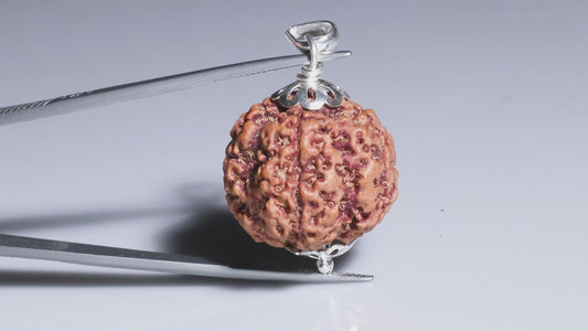 5 MUKHI RUDRAKSHA (26.00 mm)