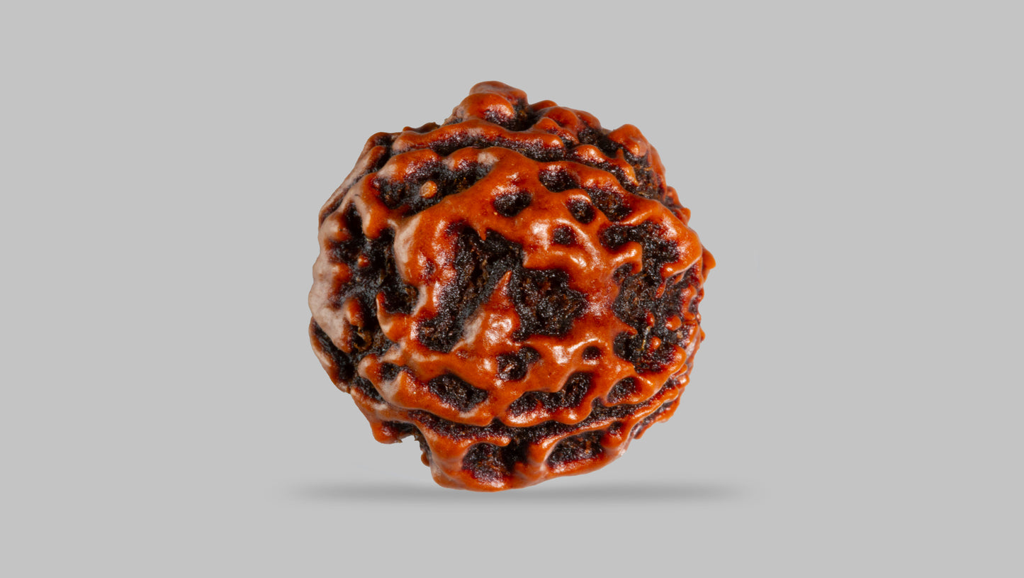 4 MUKHI RUDRAKSHA (17.94 mm)
