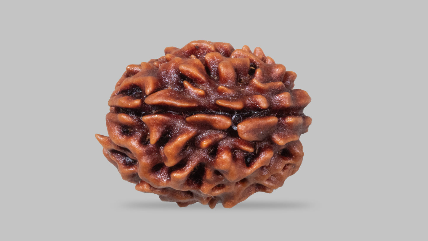 3 MUKHI RUDRAKSHA (21.35 mm)