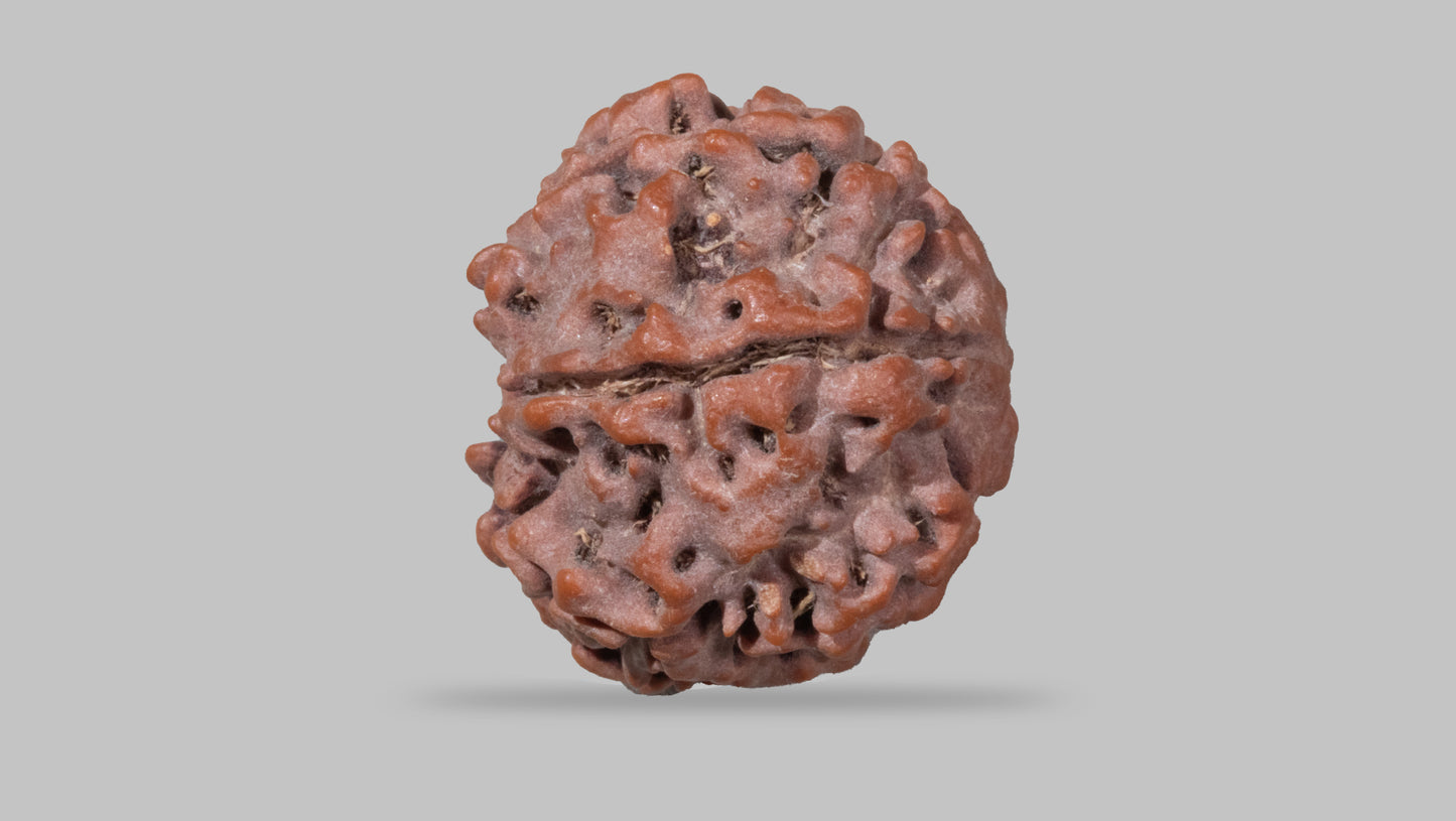 7 MUKHI RUDRAKSHA (23.70 mm)