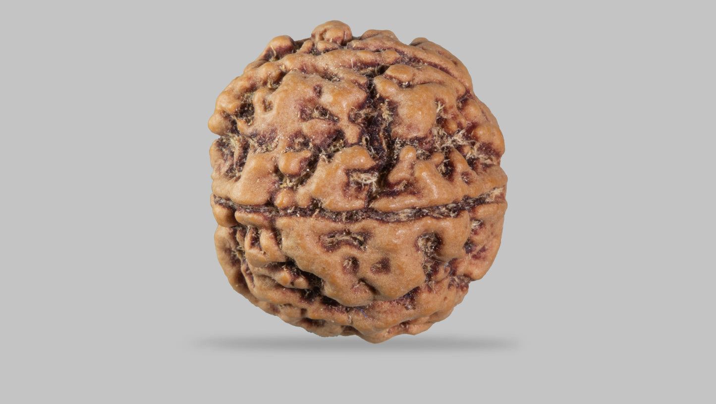 5 MUKHI RUDRAKSHA (21.75 mm)
