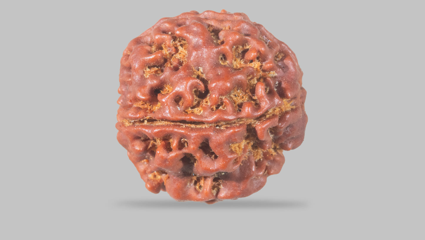 4 MUKHI RUDRAKSHA (19.25 mm)