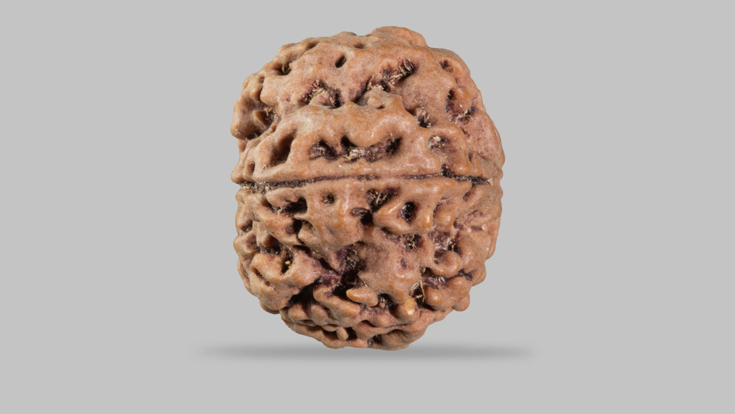 5 MUKHI RUDRAKSHA (24.35 mm)