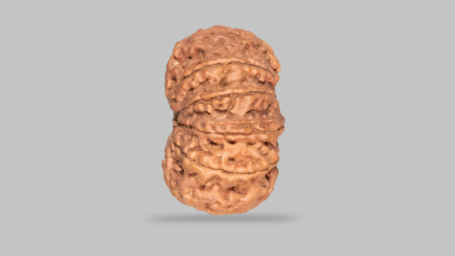 11 MUKHI RUDRAKSHA (28.07 mm)