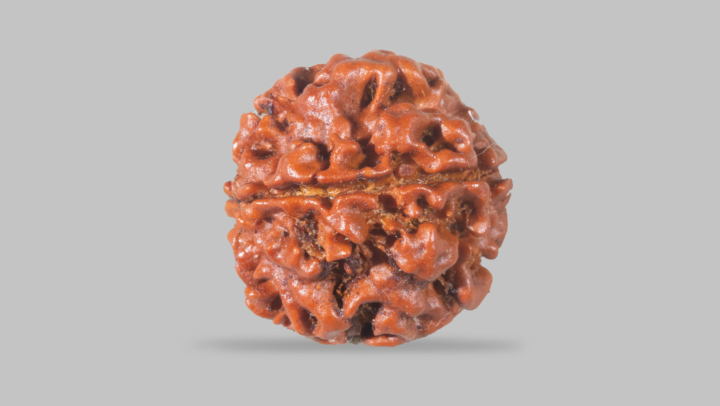 4 MUKHI RUDRAKSHA (18.92 mm)