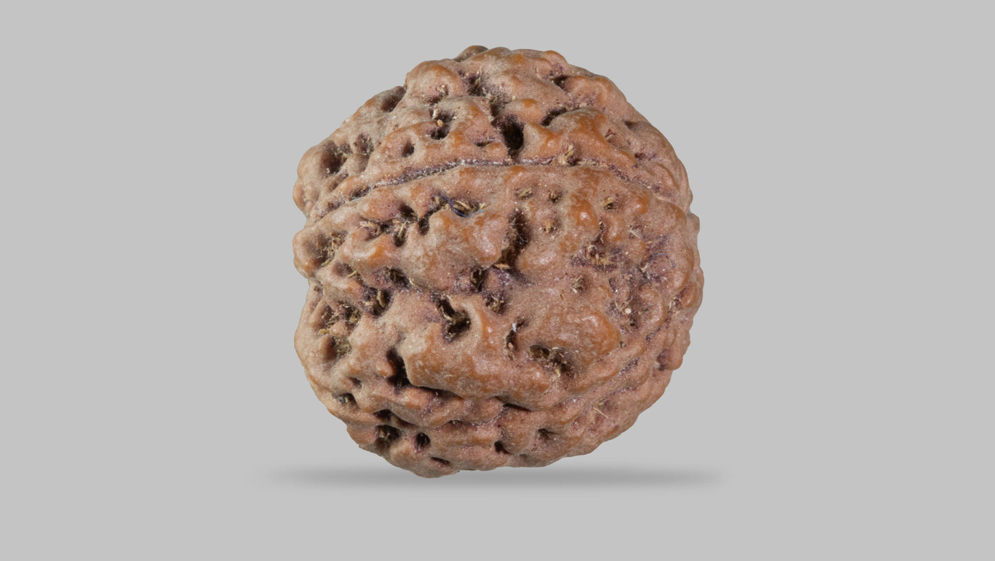 5 MUKHI RUDRAKSHA (22.65 mm)