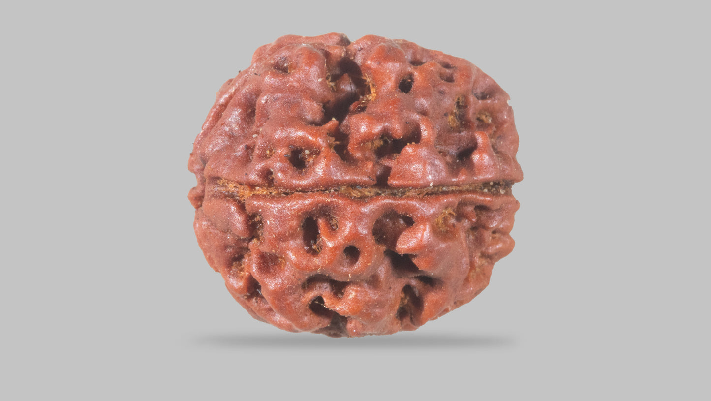 4 MUKHI RUDRAKSHA (18.25 mm)