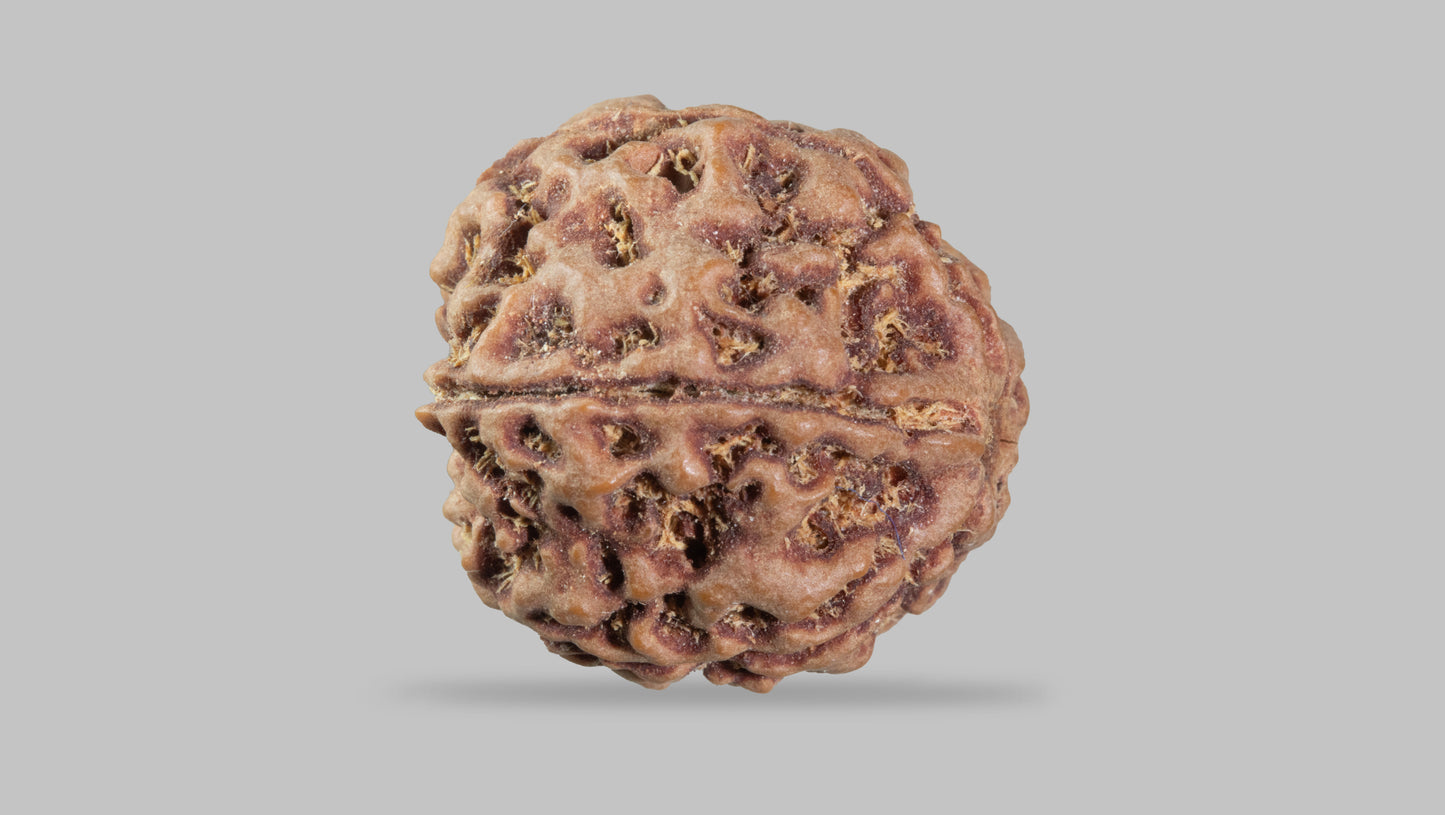 5 MUKHI RUDRAKSHA (22.05 mm)