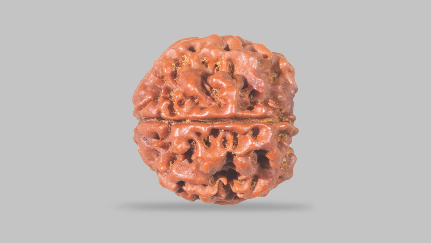 4 MUKHI RUDRAKSHA (20.30 mm)