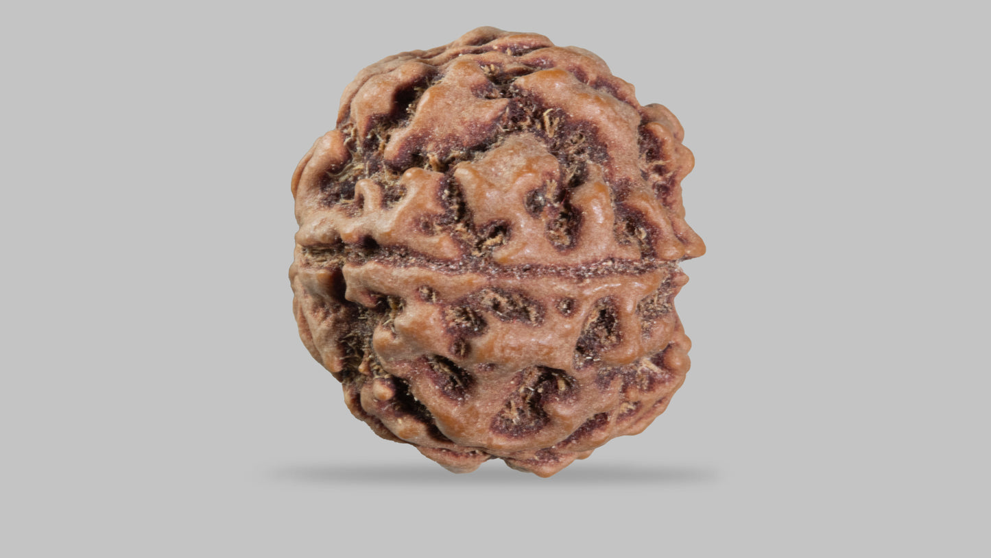 5 MUKHI RUDRAKSHA (23.31 mm)