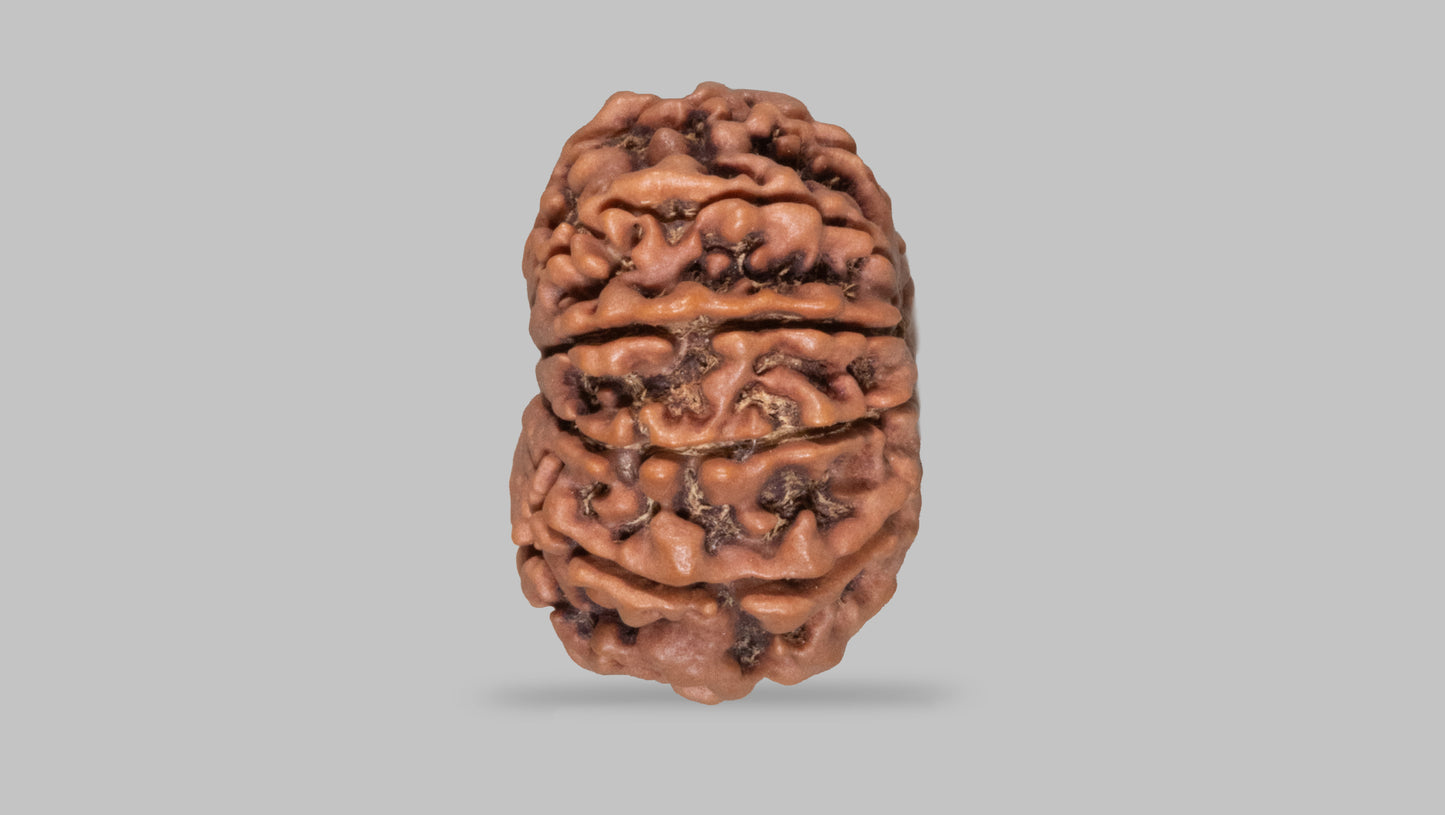 11 MUKHI RUDRAKSHA (28.30 mm)