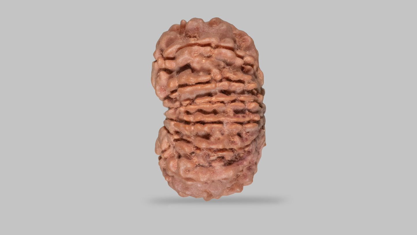 13 MUKHI RUDRAKSHA (28.15 mm)