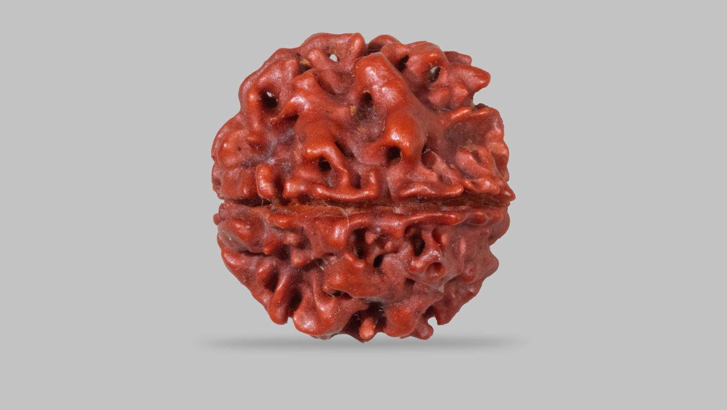 4 MUKHI RUDRAKSHA (18.50 mm)