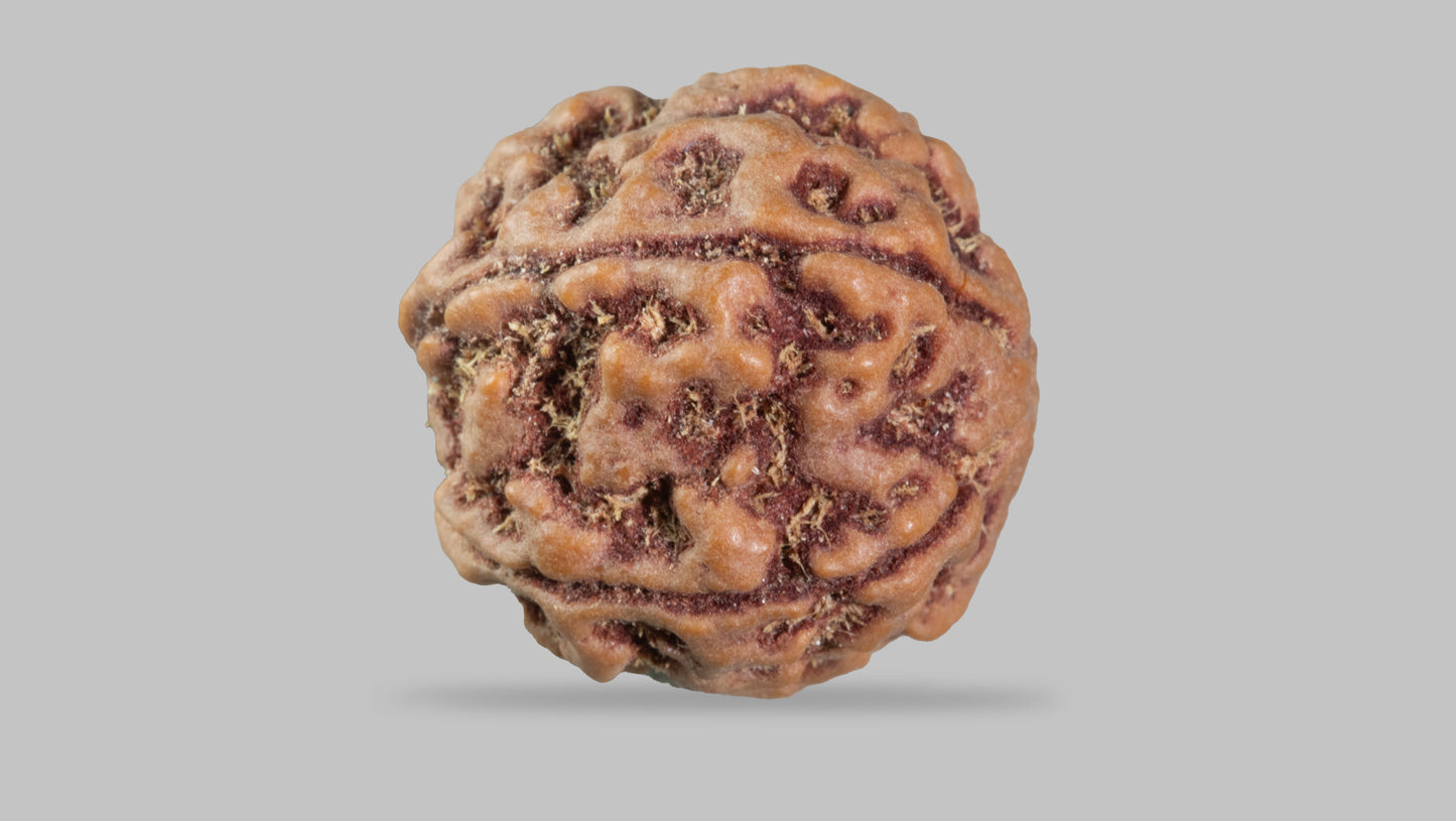 5 MUKHI RUDRAKSHA (22.75 mm)