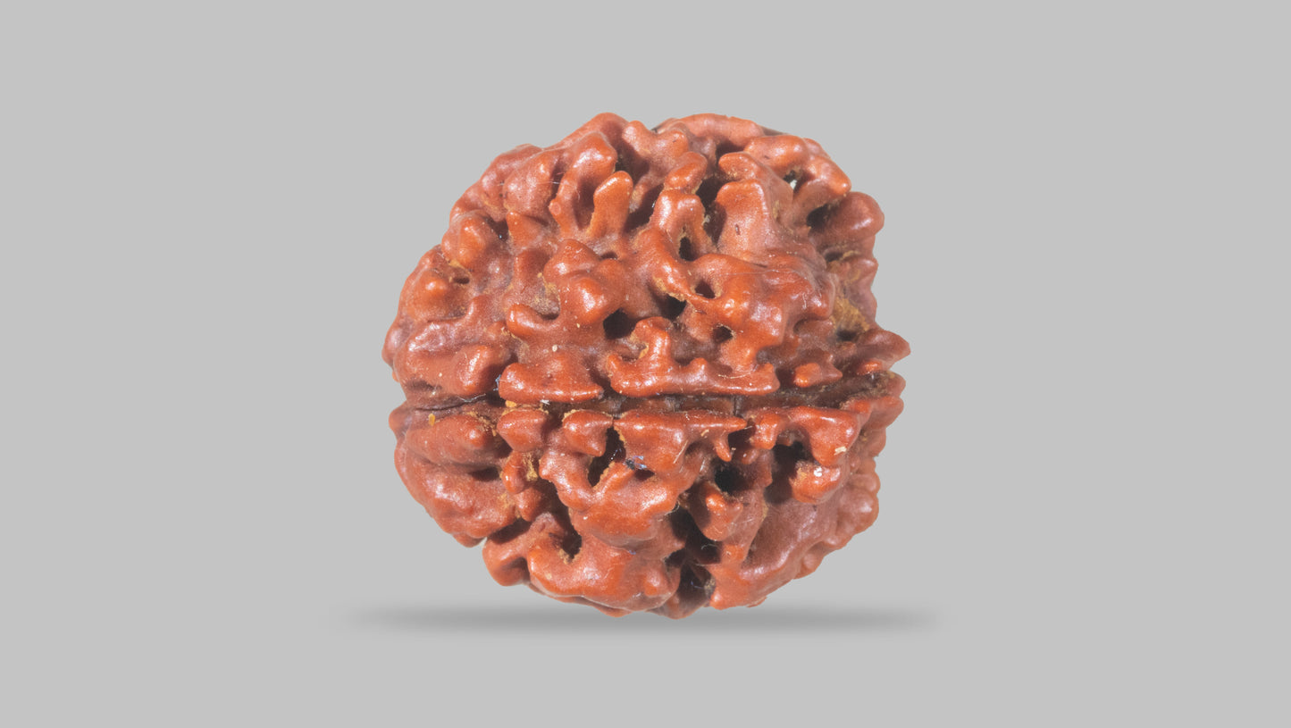 4 MUKHI RUDRAKSHA (18.85 mm)