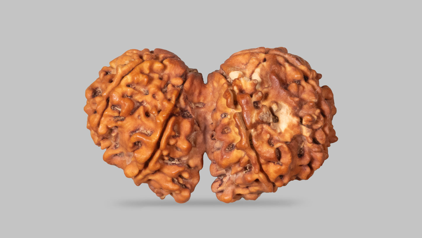 9 MUKHI RUDRAKSHA (34.40 mm)