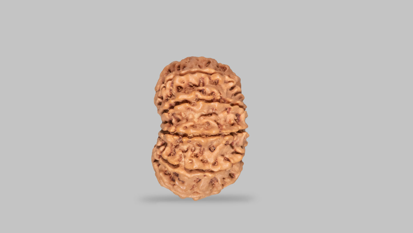 11 MUKHI RUDRAKSHA (27.41 mm)