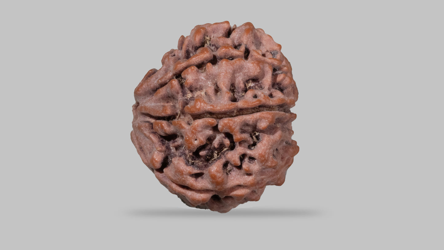 7 MUKHI RUDRAKSHA (21.25 mm)