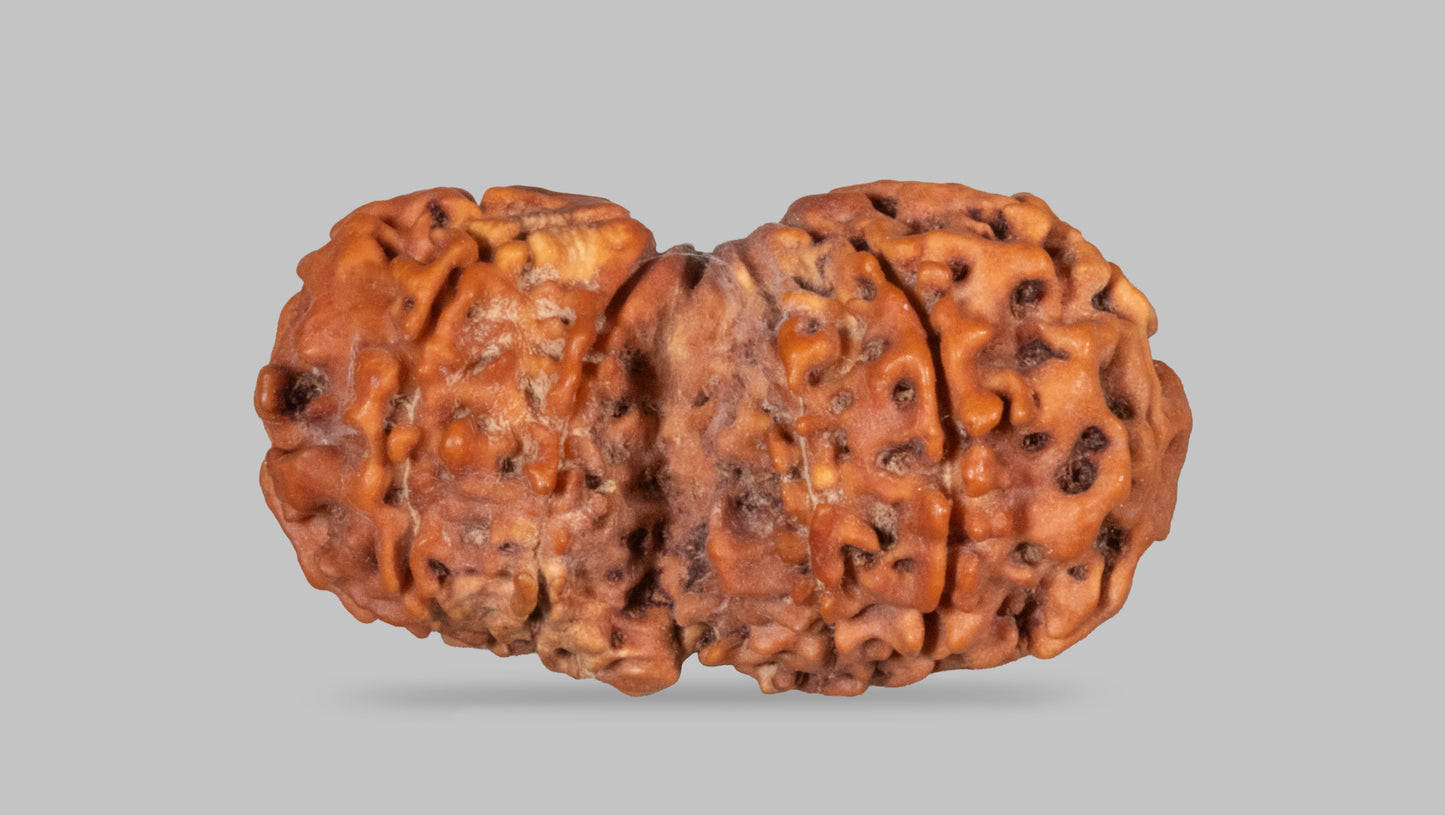 11 MUKHI GAURI SHANKAR RUDRAKSHA (34.04 mm)
