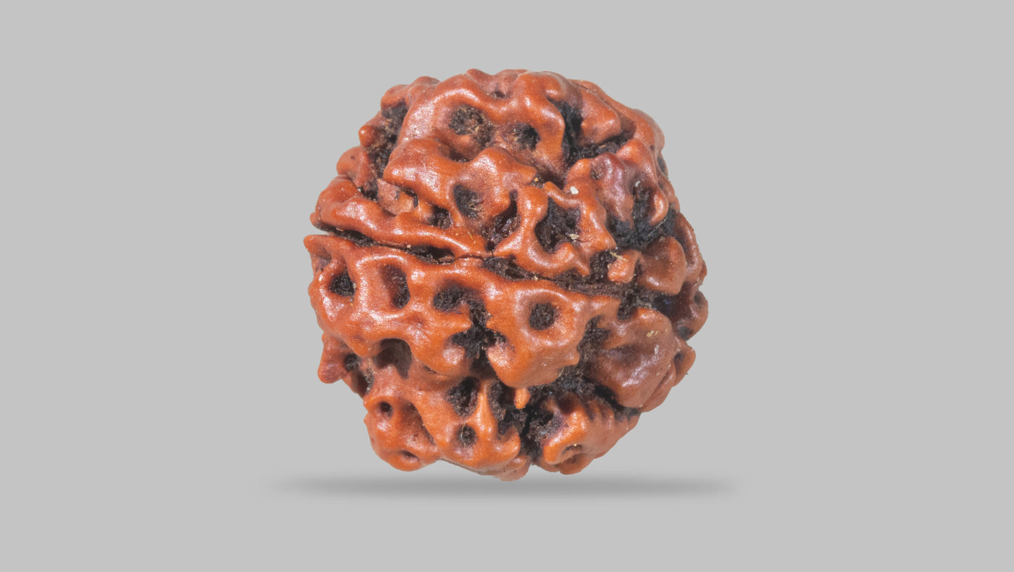 4 MUKHI RUDRAKSHA (17.25 mm)