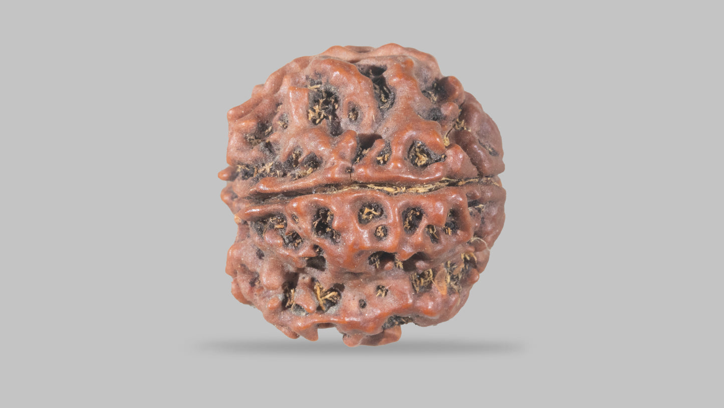 4 MUKHI RUDRAKSHA (20.47 mm)
