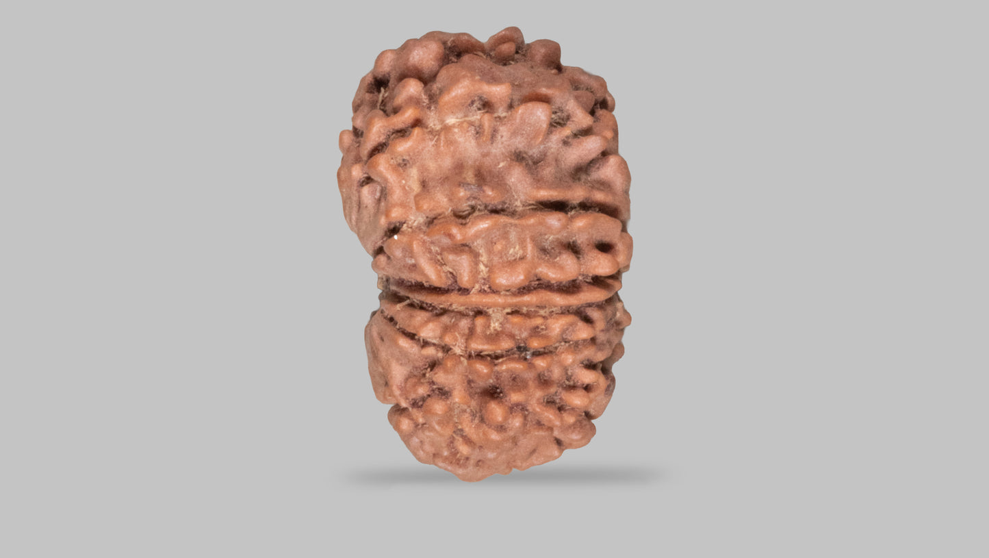 13 MUKHI RUDRAKSHA (22.90 mm)