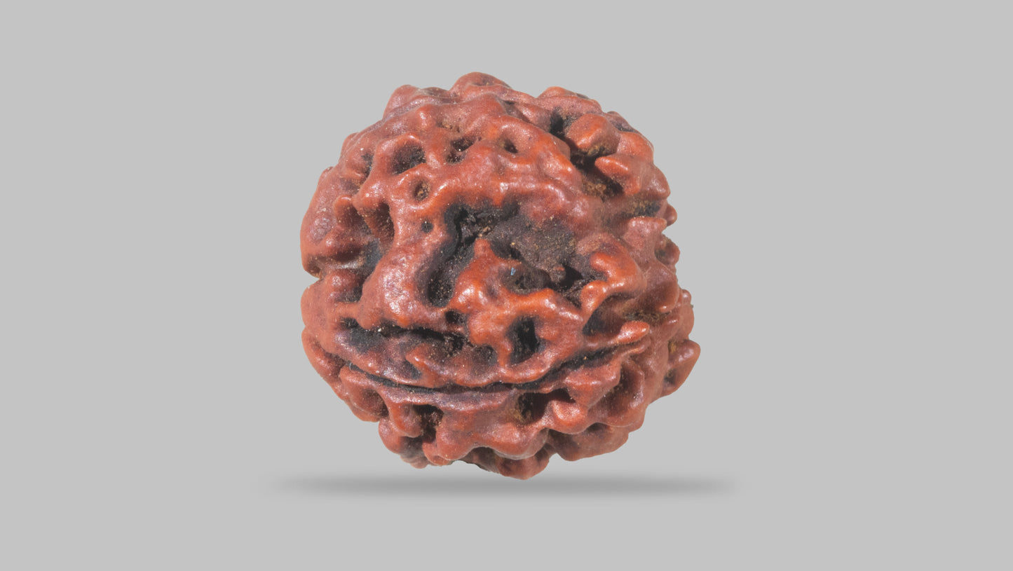 4 MUKHI RUDRAKSHA (20.15 mm)