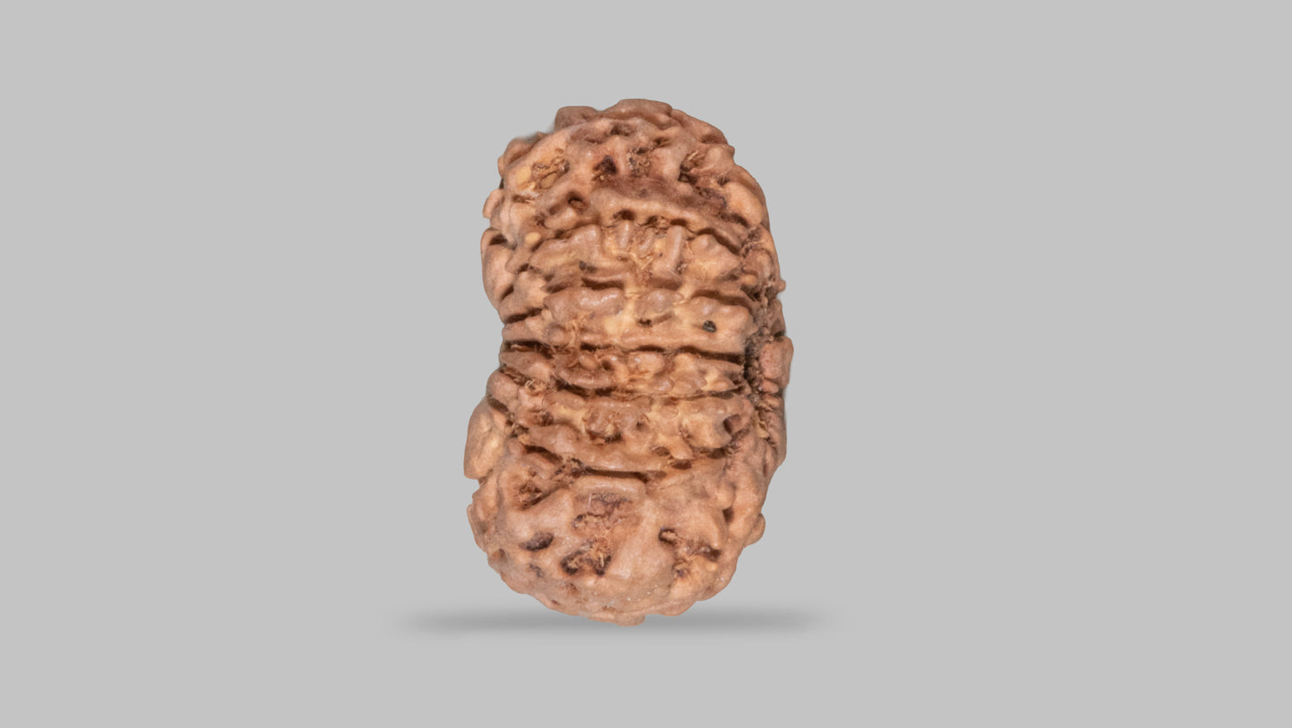 13 MUKHI RUDRAKSHA (22.83 mm)