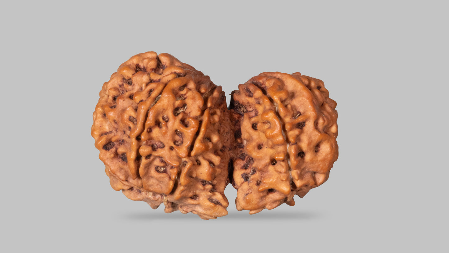 9 MUKHI RUDRAKSHA (35.49 mm)