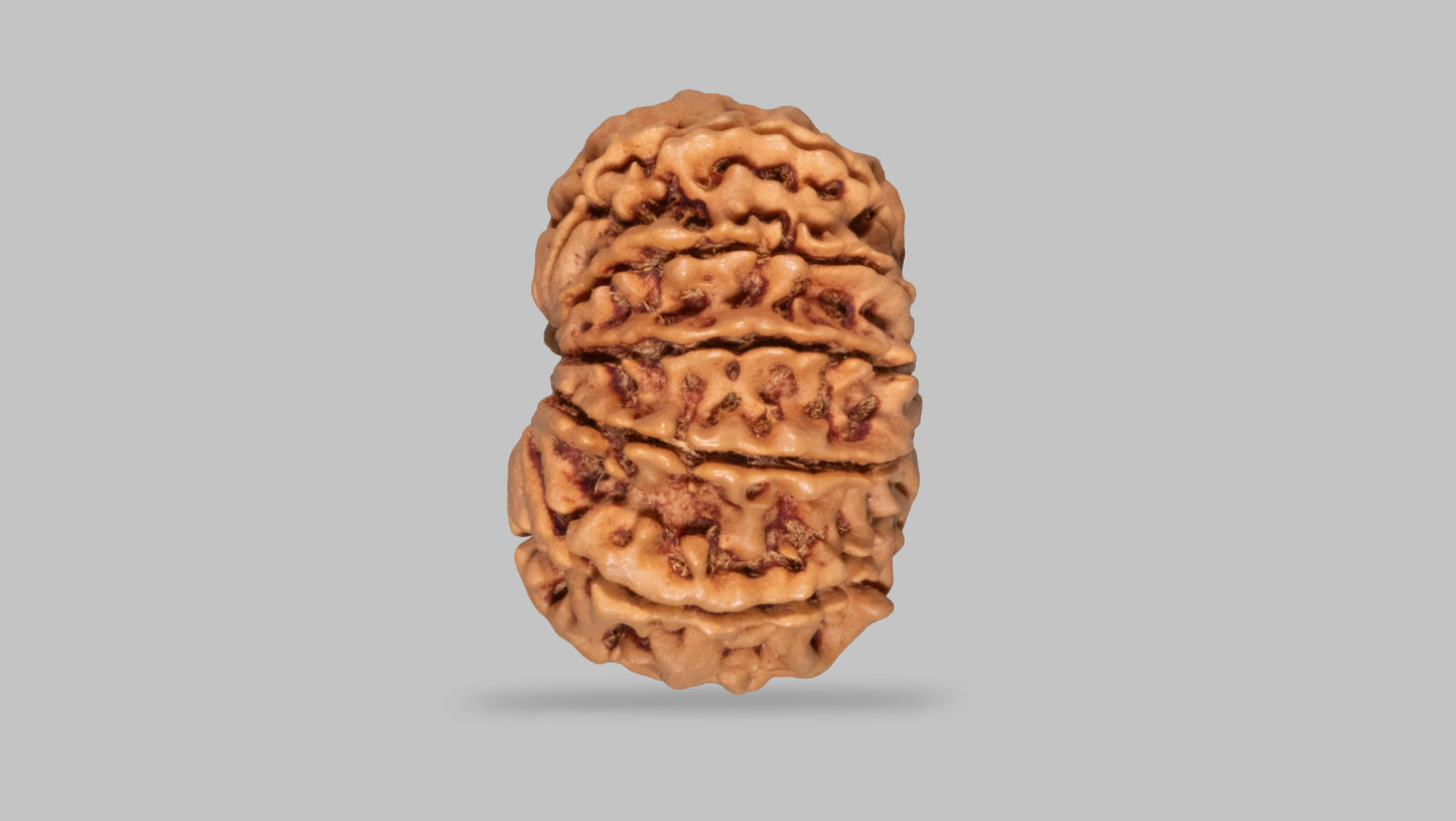 11 MUKHI RUDRAKSHA (28.10 mm)