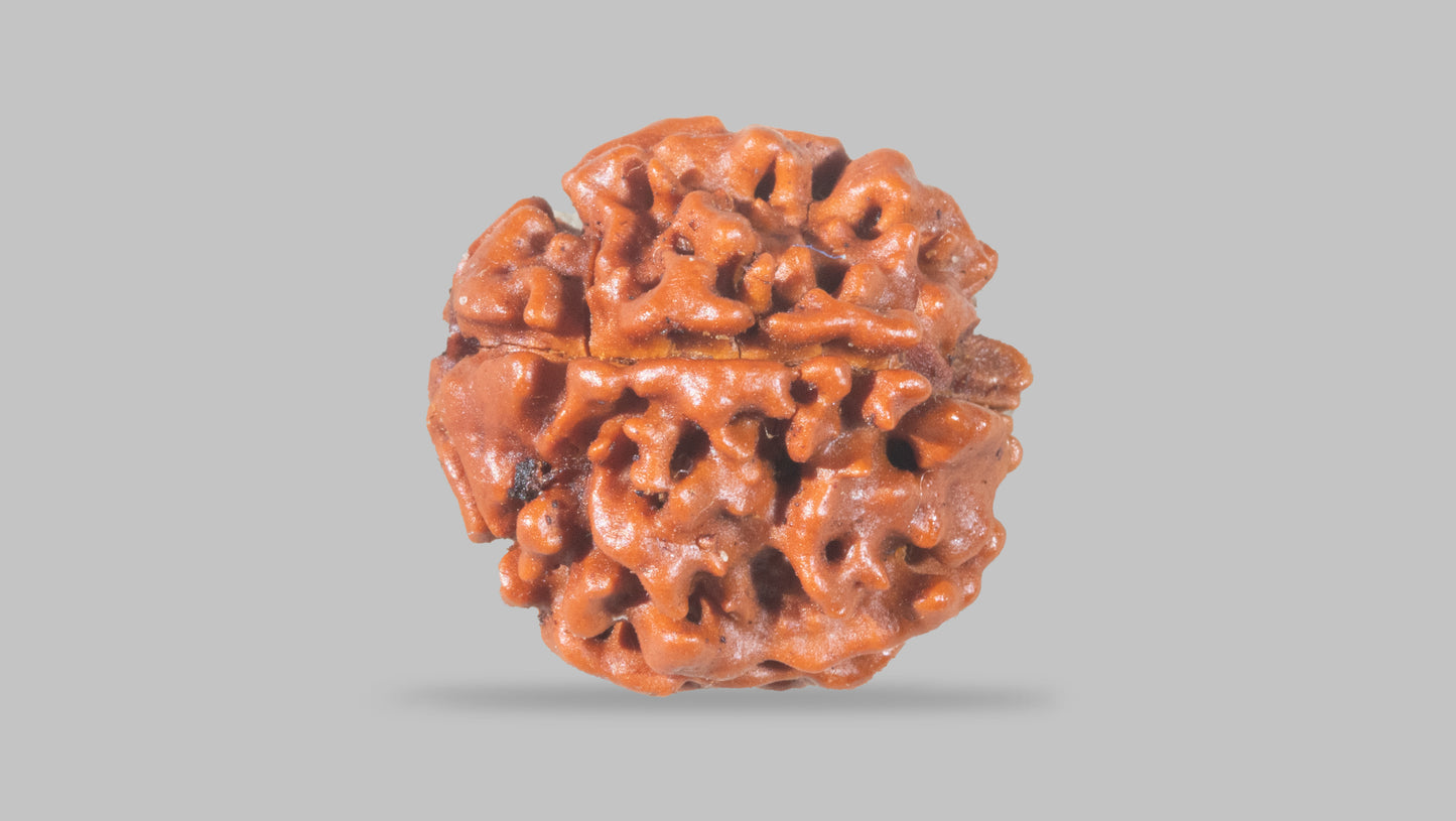 4 MUKHI RUDRAKSHA (17.15 mm)