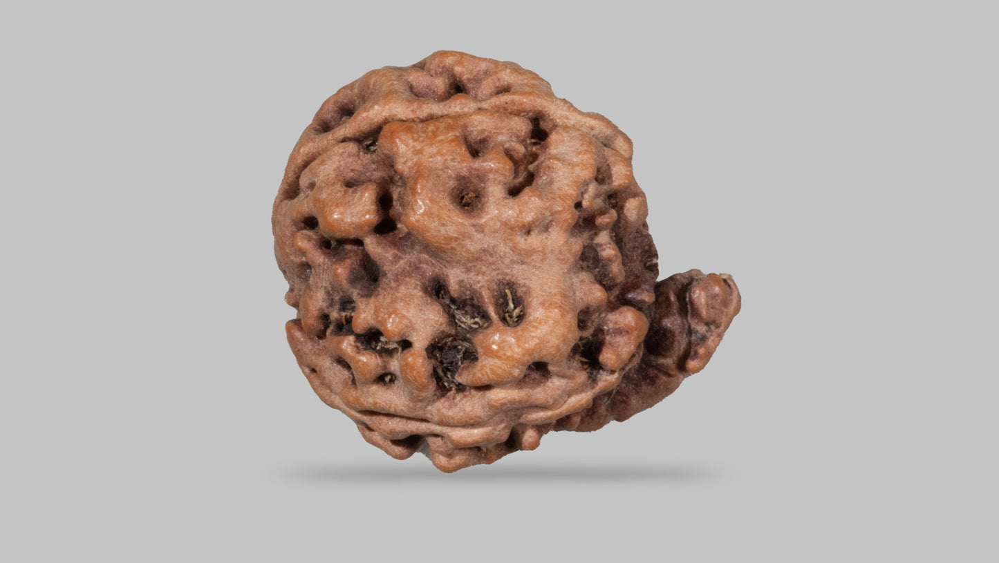 4  MUKHI RUDRAKSHA (19.04 mm)