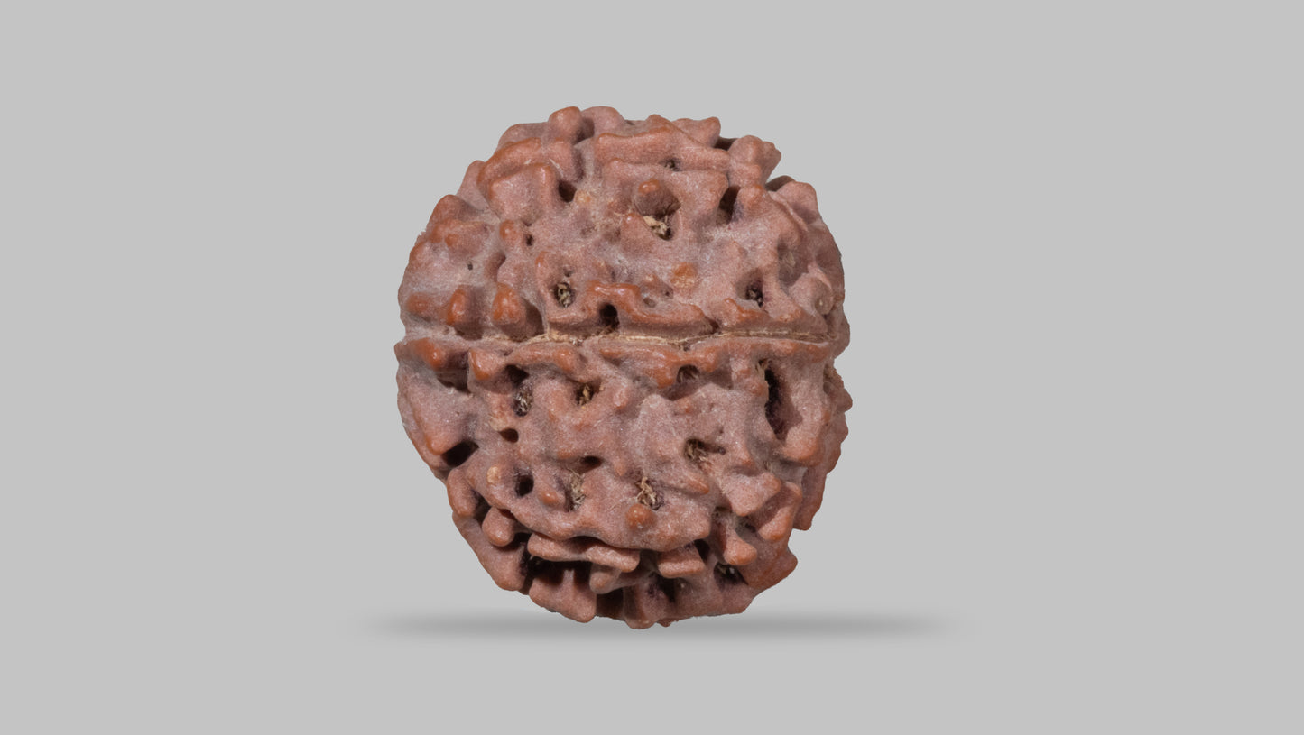 7 MUKHI RUDRAKSHA (22.40 mm)