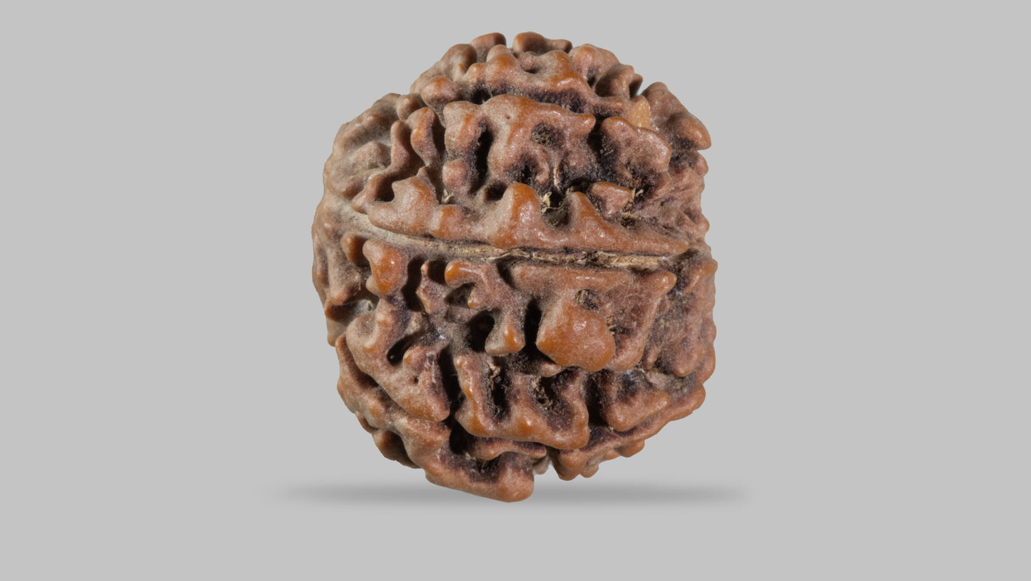 7 MUKHI RUDRAKSHA (21.88 mm)