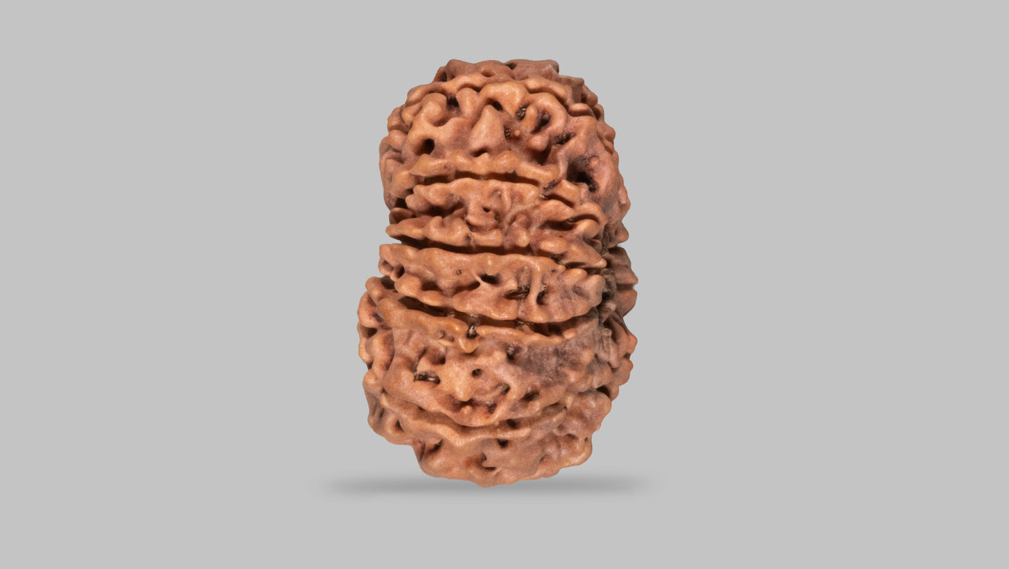 11 MUKHI RUDRAKSHA (30.96 mm)