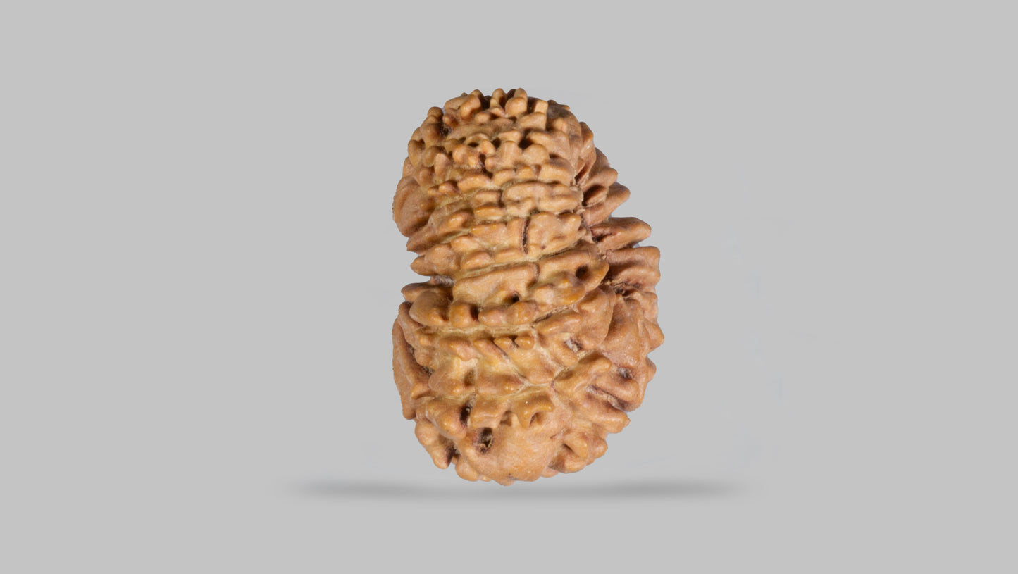 15 MUKHI RUDRAKSHA ( 23.77 mm)