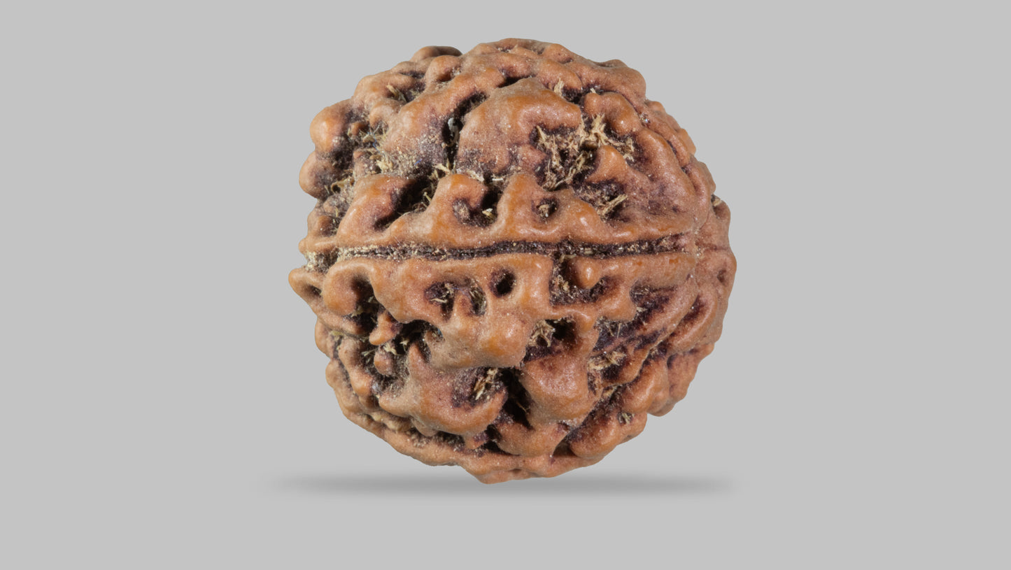 5 MUKHI RUDRAKSHA (22.13 mm)
