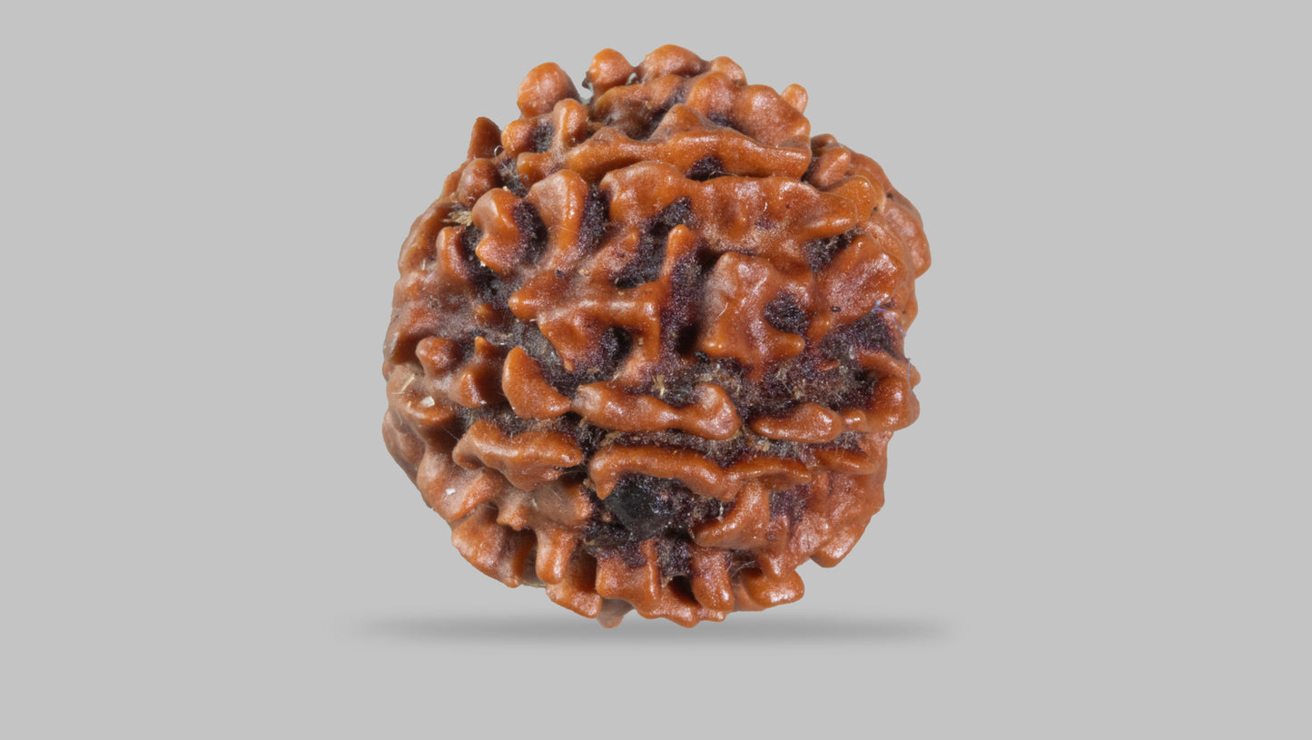 7 MUKHI RUDRAKSHA (17.88 mm)