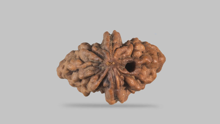 2 MUKHI RUDRAKSHA (31.35 mm)