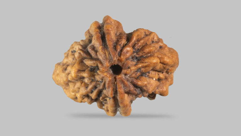 2 MUKHI RUDRAKSHA (29.83 mm)