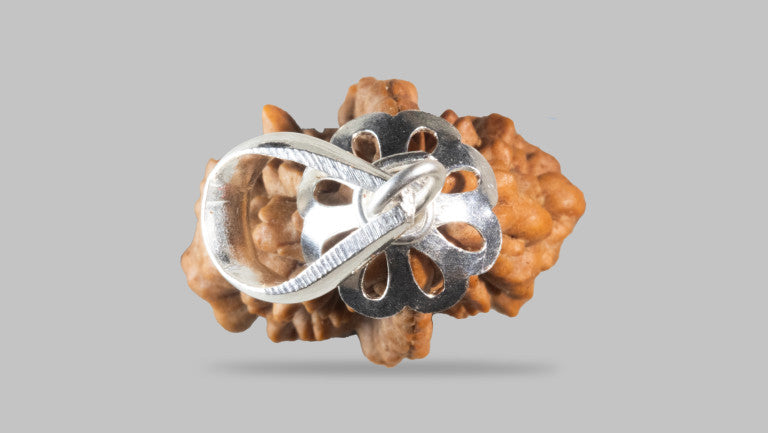 2 MUKHI RUDRAKSHA (31.02 mm)