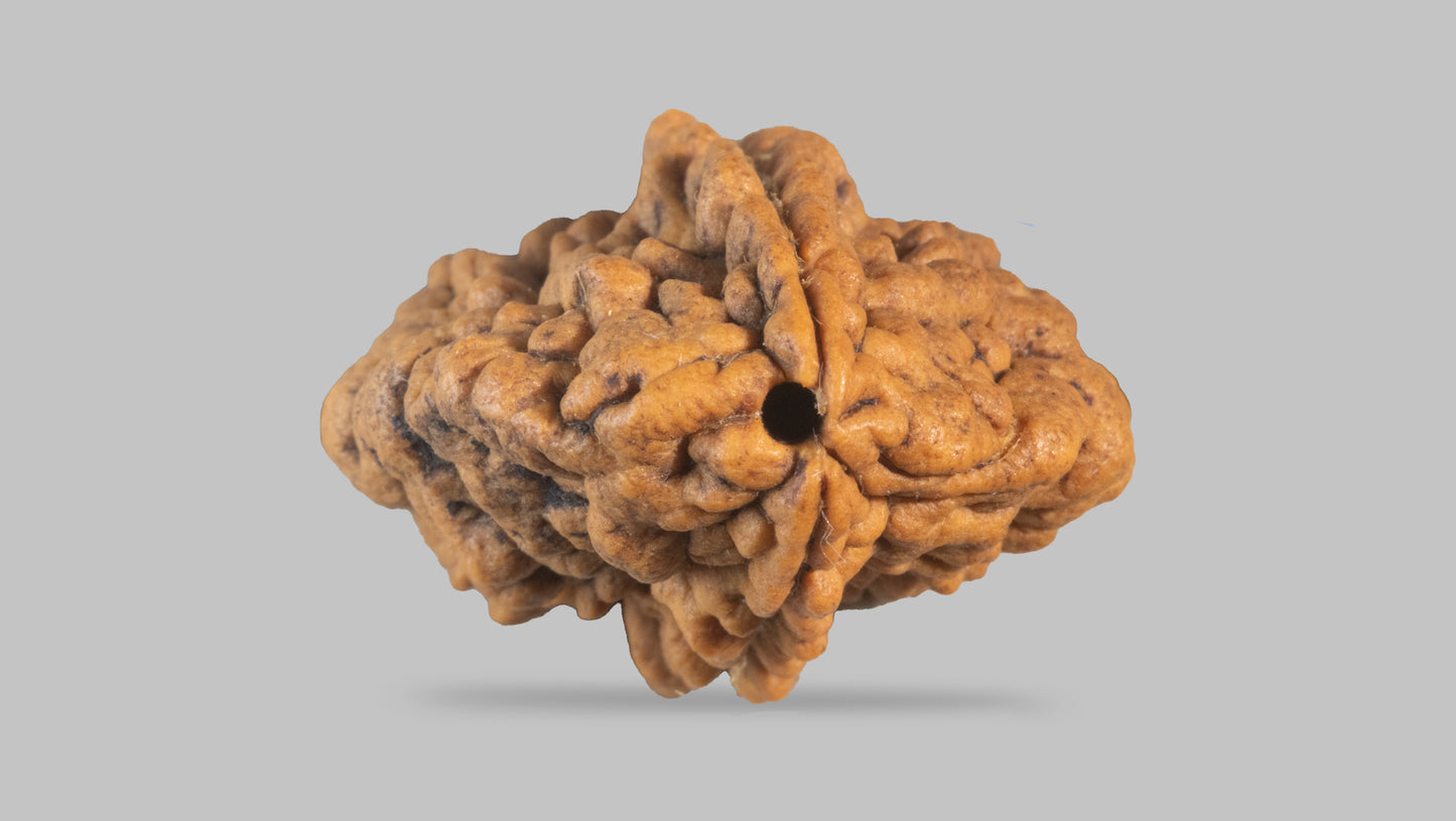 2 MUKHI RUDRAKSHA (33.90 mm)