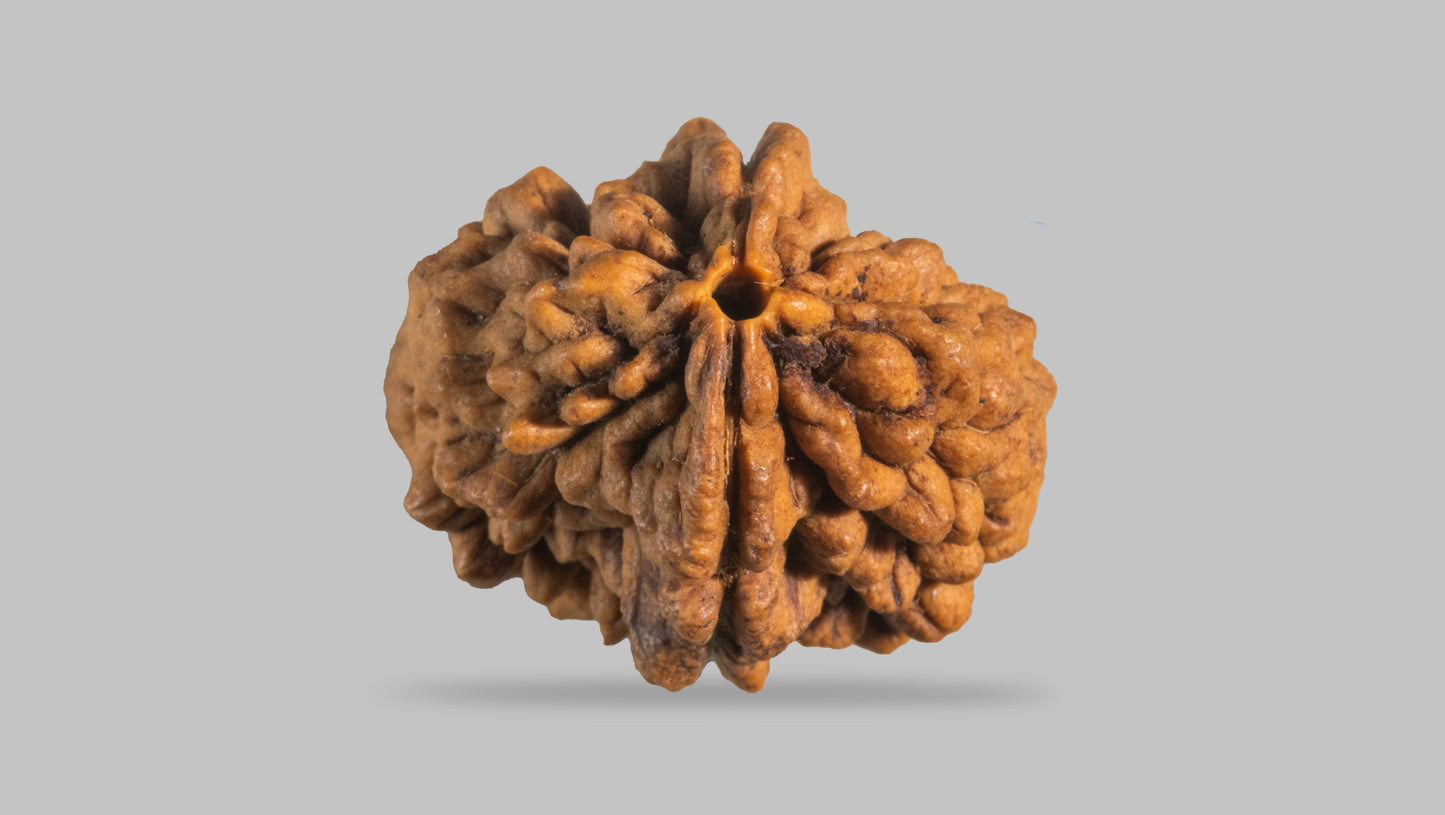 2 MUKHI RUDRAKSHA (30.33 mm)