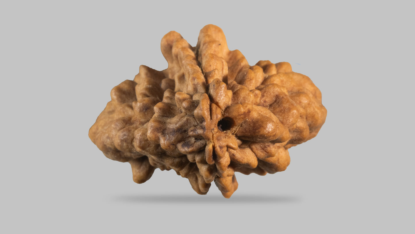 2 MUKHI RUDRAKSHA (34.55 mm)