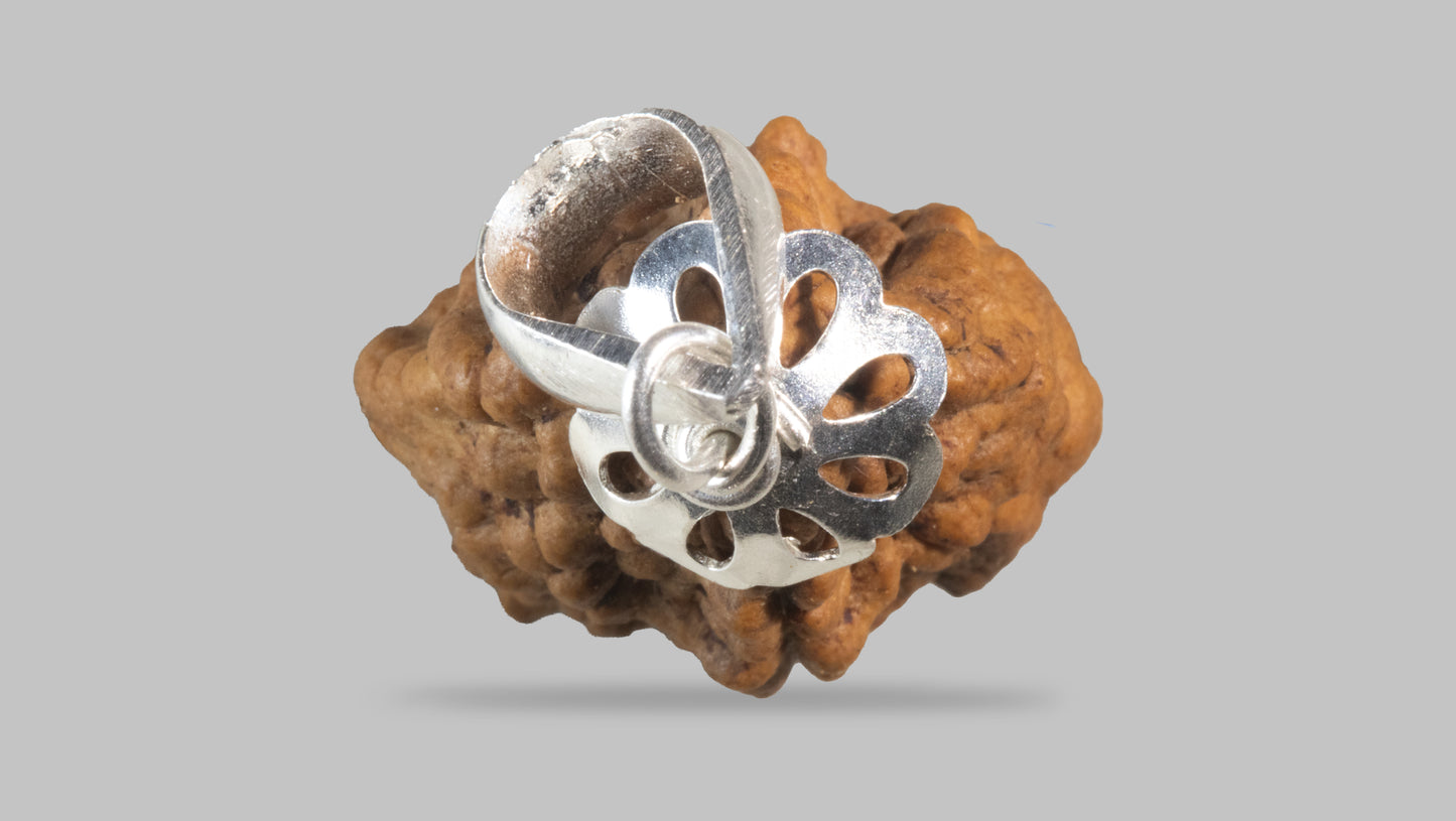 2 MUKHI RUDRAKSHA (26.58 mm)