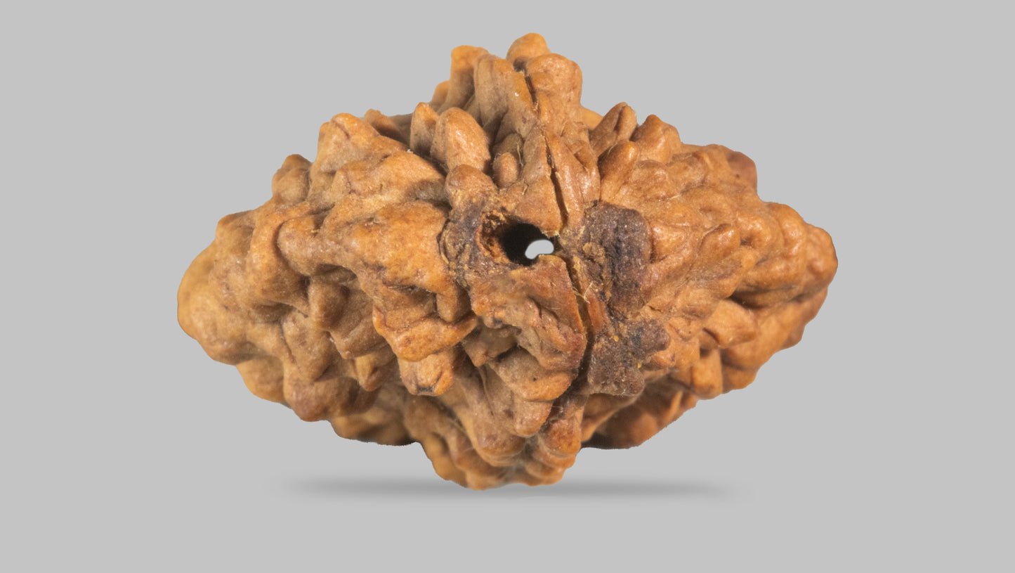 2 MUKHI RUDRAKSHA (35.11 mm)