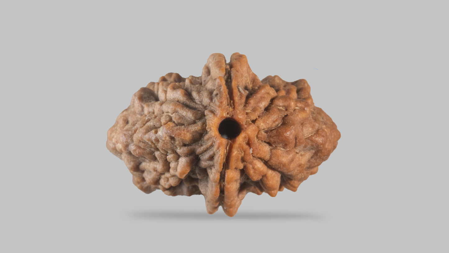 2 MUKHI RUDRAKSHA (33.30 mm)